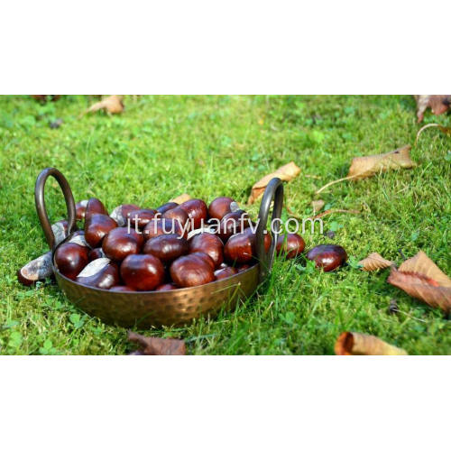 Esportatore Professinal per castagne fresche